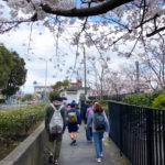 桜さがしウォーク（カブ隊　2019/03/31）
